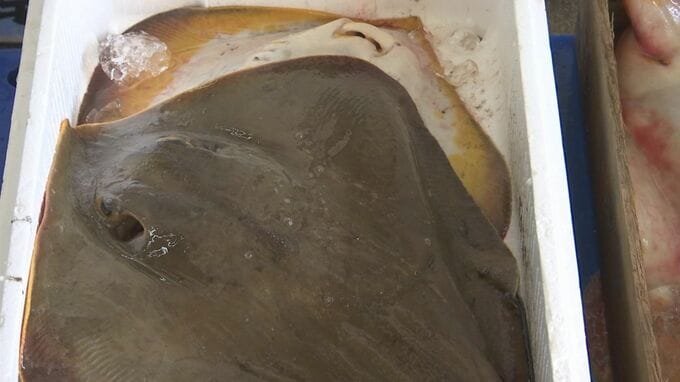 バーガーの次は唐揚げ…厄介者のアカエイを人気者に　養護学校で新メニュー開発　島根県松江市|TBS NEWS DIG