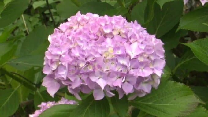 アジサイの名所「新宮あじさいの里」 2万株が見ごろ|TBS NEWS DIG