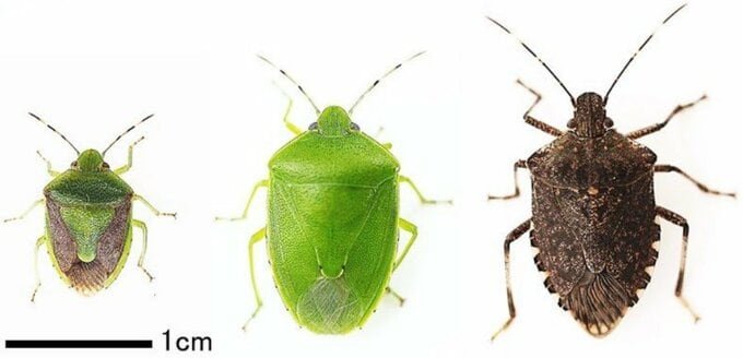 広島県全域に「カメムシ注意報」 果樹全般で被害急増の可能性|TBS NEWS DIG