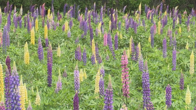 癒やし系の色合いに「思った以上に感激」　初夏の花1万3000株のルピナスが一面に　シャクヤクは今週末以降に見頃　十和田市の手づくり村・鯉艸郷　6月19日からは夜のライトアップも|TBS NEWS DIG