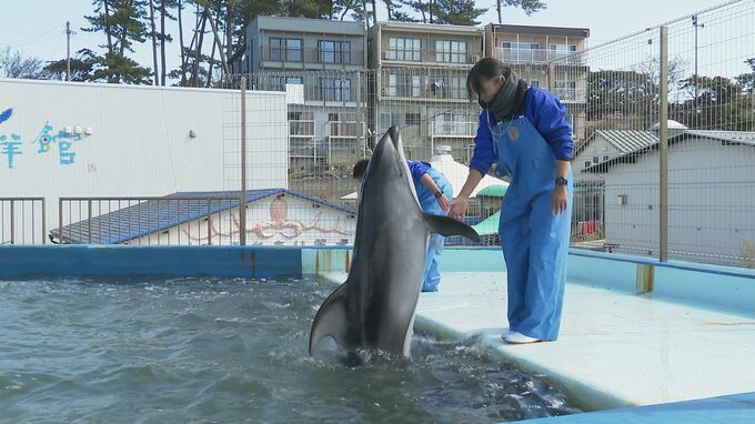 被災地の水族館から福井県に避難中のイルカ 17日から展示|TBS NEWS DIG