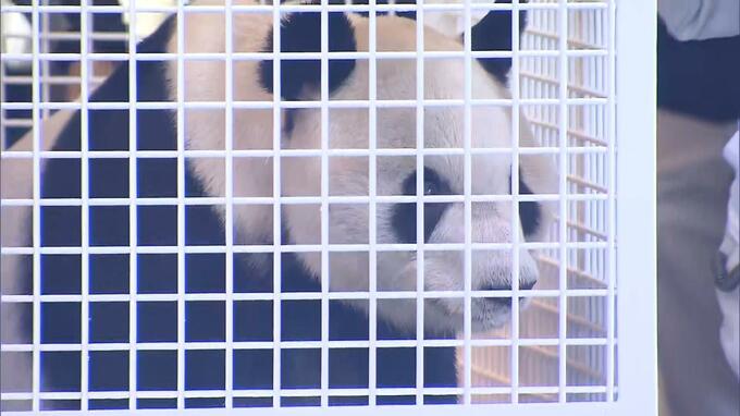 和歌山のパンダ３頭中国へ　子ども16人のビッグダディ「永明」と双子の娘「桜浜と桃浜」|TBS NEWS DIG