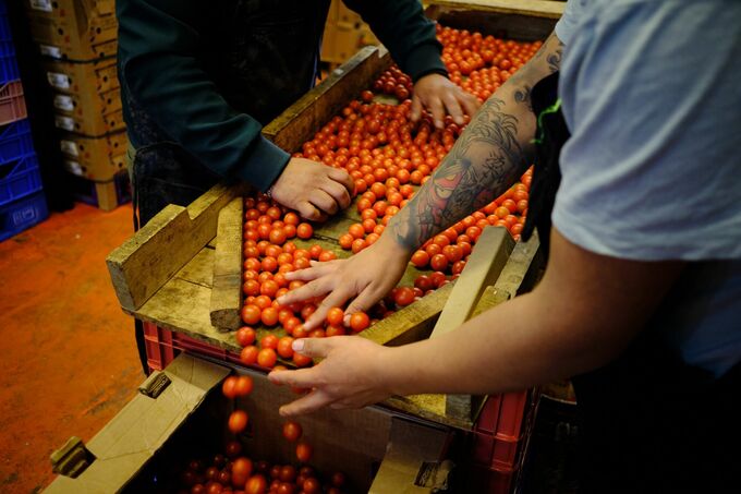 メキシコ、対米輸出トマトに最低価格－全面的な市場アクセス回復狙う