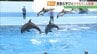 福島市から2時間半、新潟で見る・体験する・食べる“夏旅”へ！トドの赤ちゃんに胸キュン＆絶品海の幸バーベキュー　|　福島のニュース│TUF