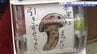 運が良ければ500円で9000円相当のマツタケGET！その名も「松茸ガチャ」で地元産松茸の知名度向上に取り組む産直を紹介！　岩手・宮古市　|　IBC NEWS | IBC岩手放送