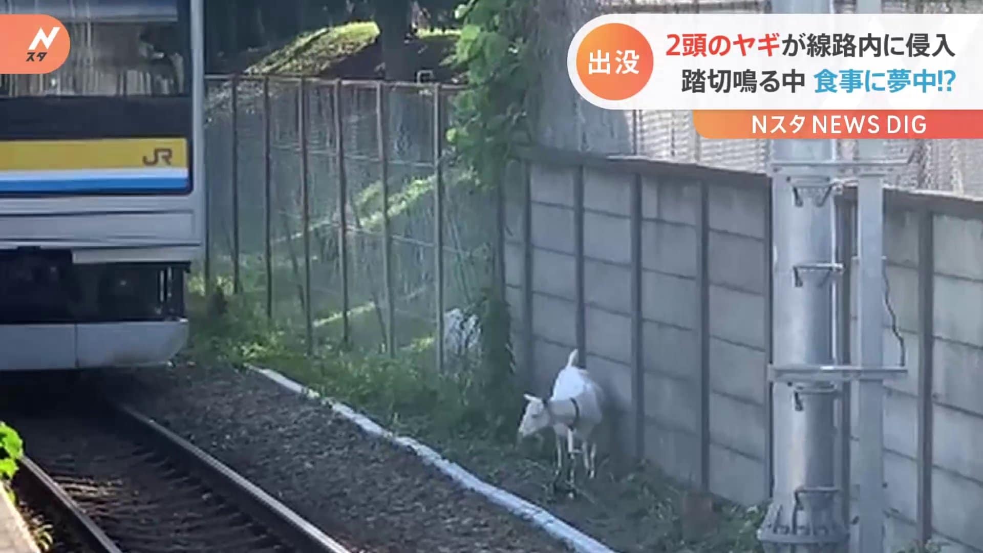 ヤギ2匹が線路内に侵入 踏切音もお構いなしに草を食べる 金網を破って線路に出たか Tbs News Dig