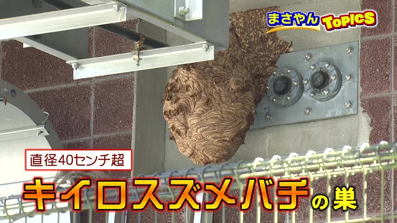 スズメバチVS害虫ハンター』電波送信所から巨大な巣を撤去する危険な