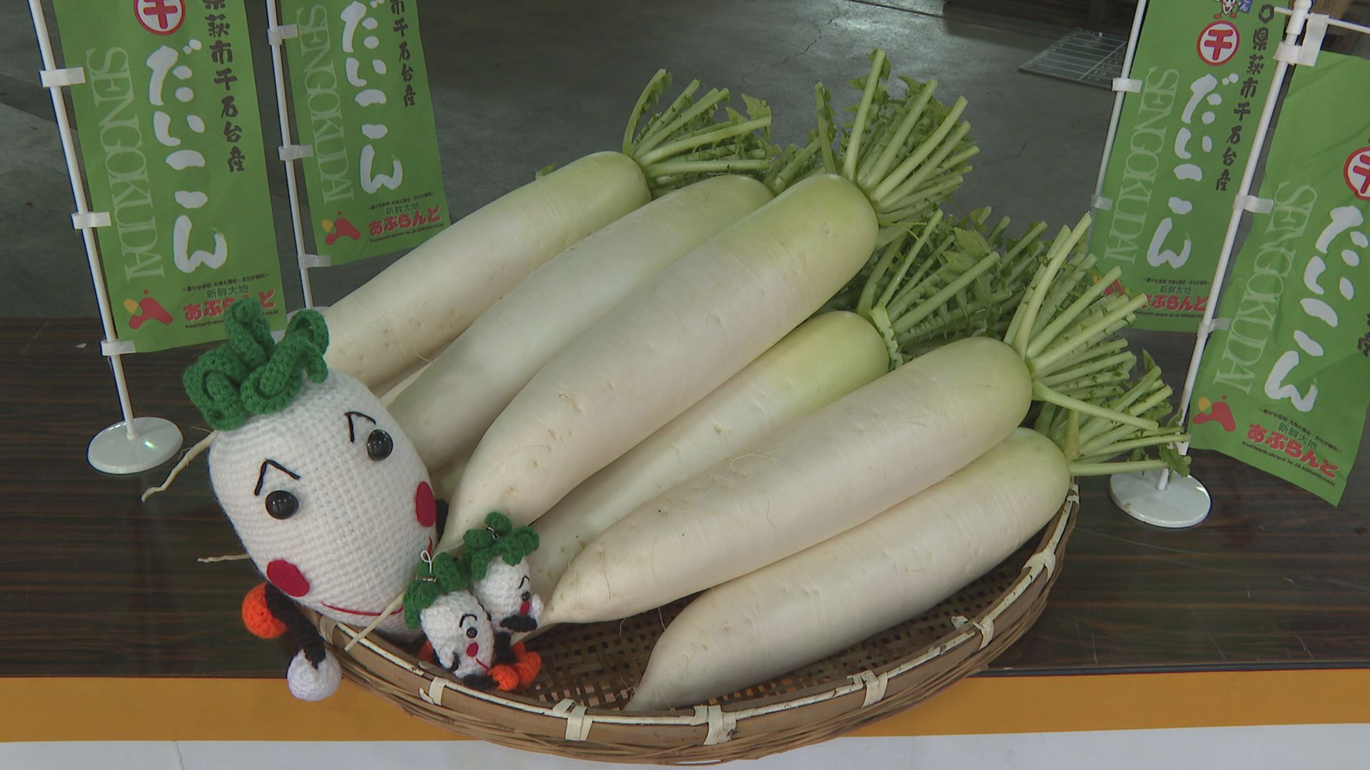 みずみずしさ保つため夜に収穫“千石台だいこん”出荷始まる