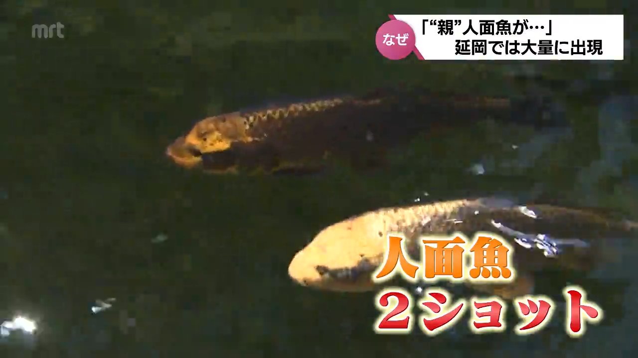 人面魚 妖怪タウン福崎町に「人面魚」出現！ 河童が棲む池の霊力が鯉を妖怪化
