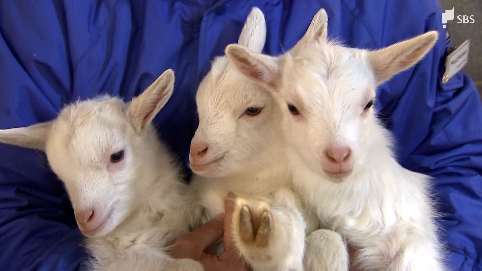 動いているとかわいいね」ヒツジとヤギがベビーラッシュ 愛くるしい姿