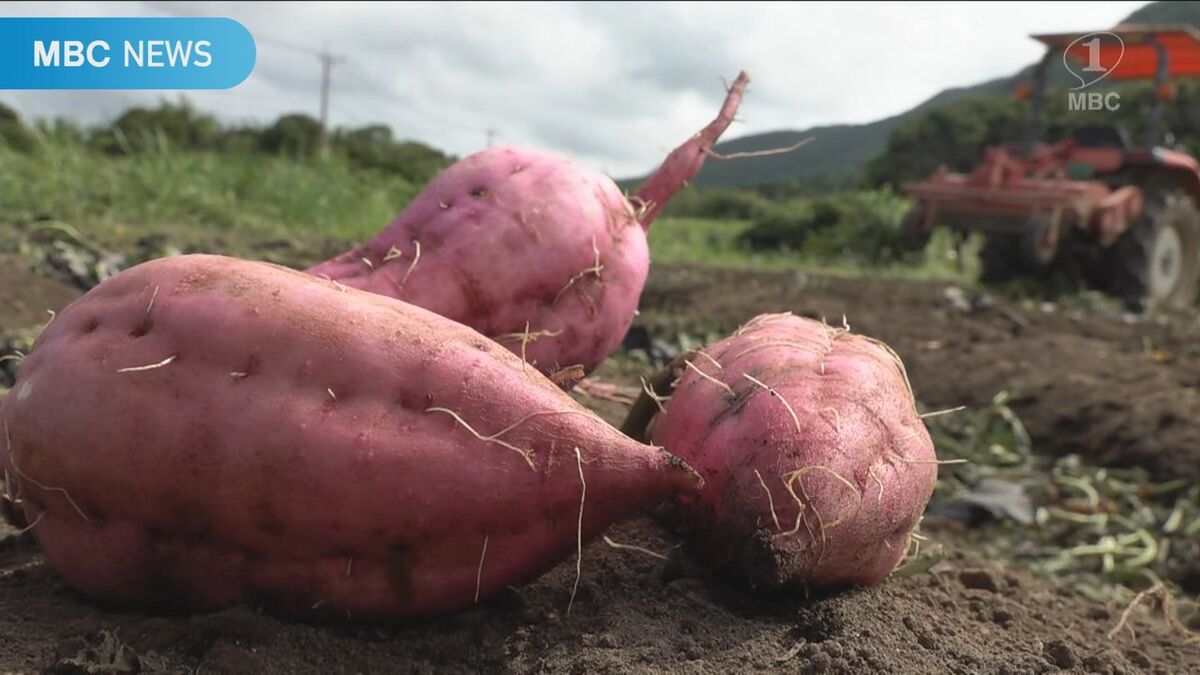 安納芋の苗シェア50％ 種子島の特産支えるのは3人の高校生 | 鹿児島