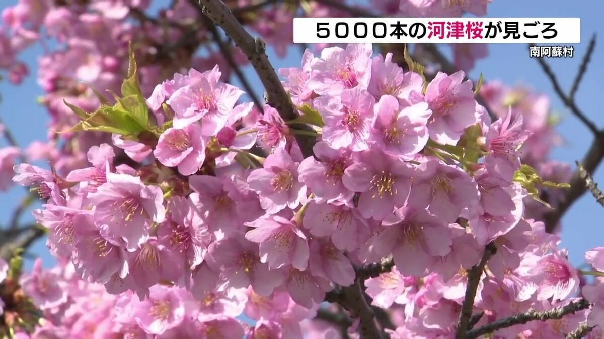 南阿蘇村で5000本の河津桜が見ごろ あす30日は「桜まつり」も 熊本