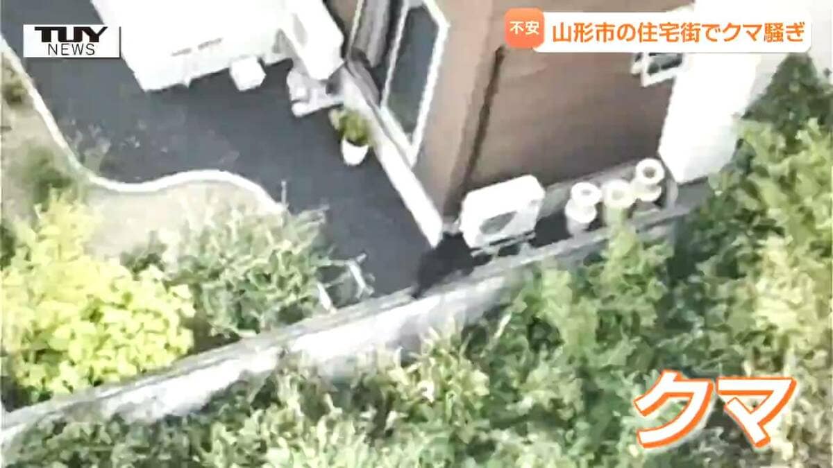 クマ猫と廃墟 sddefault.jpg