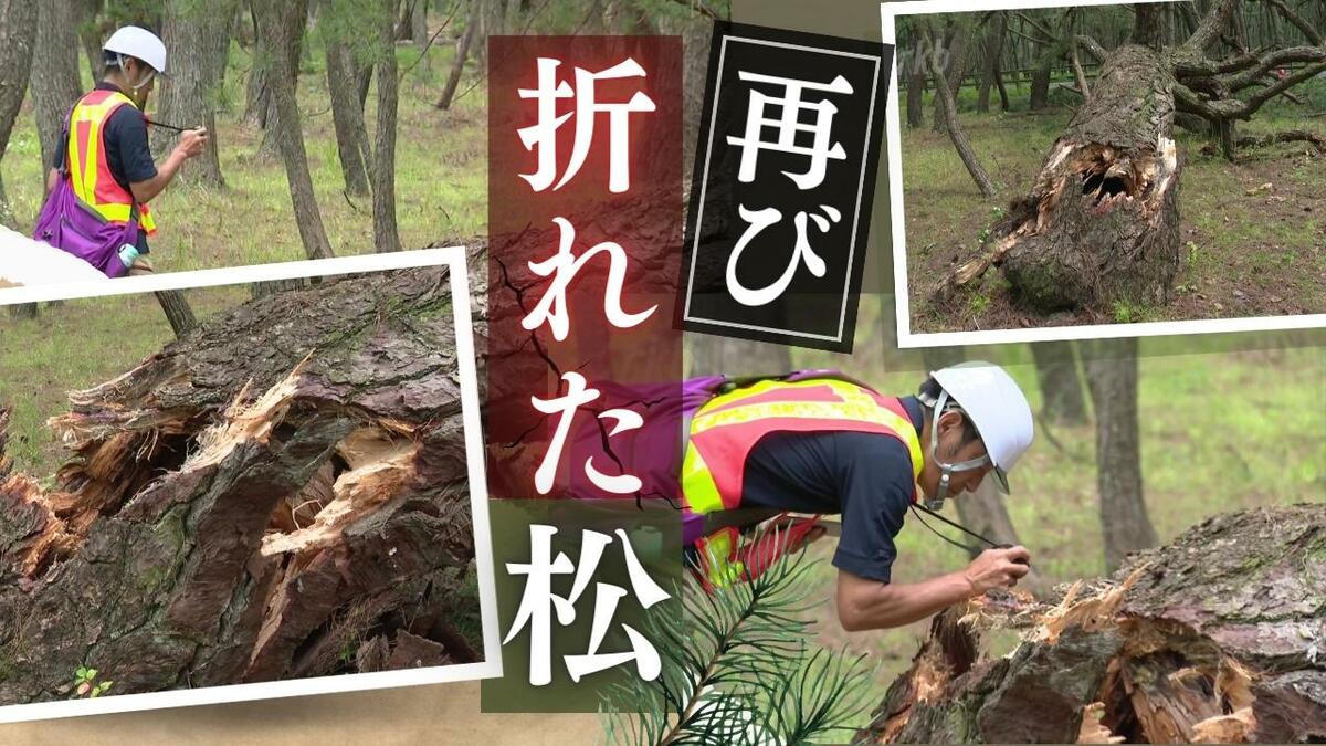 国の名勝・虹の松原で再び“倒木”10メートルの松が車線をふさぐ、4年