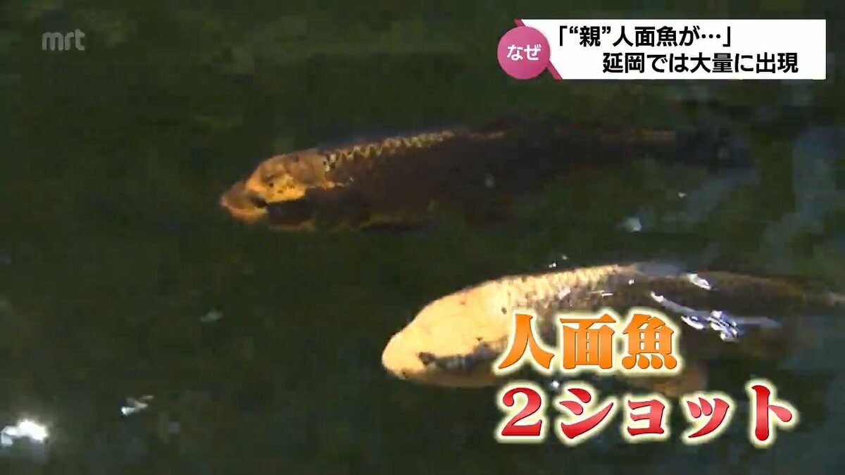 人面魚 おっさんみたいな顔が多い」「“親”人面魚がいっぱい子どもを産んで