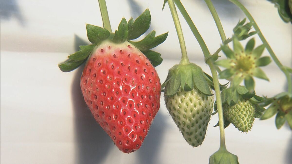 クリスマスを前にイチゴの収穫始まる 猛暑の影響で2週間ほど遅れるも｢味は最高｣ 酸味少なくすっきりした甘みの｢章姫｣ 三重･玉城町