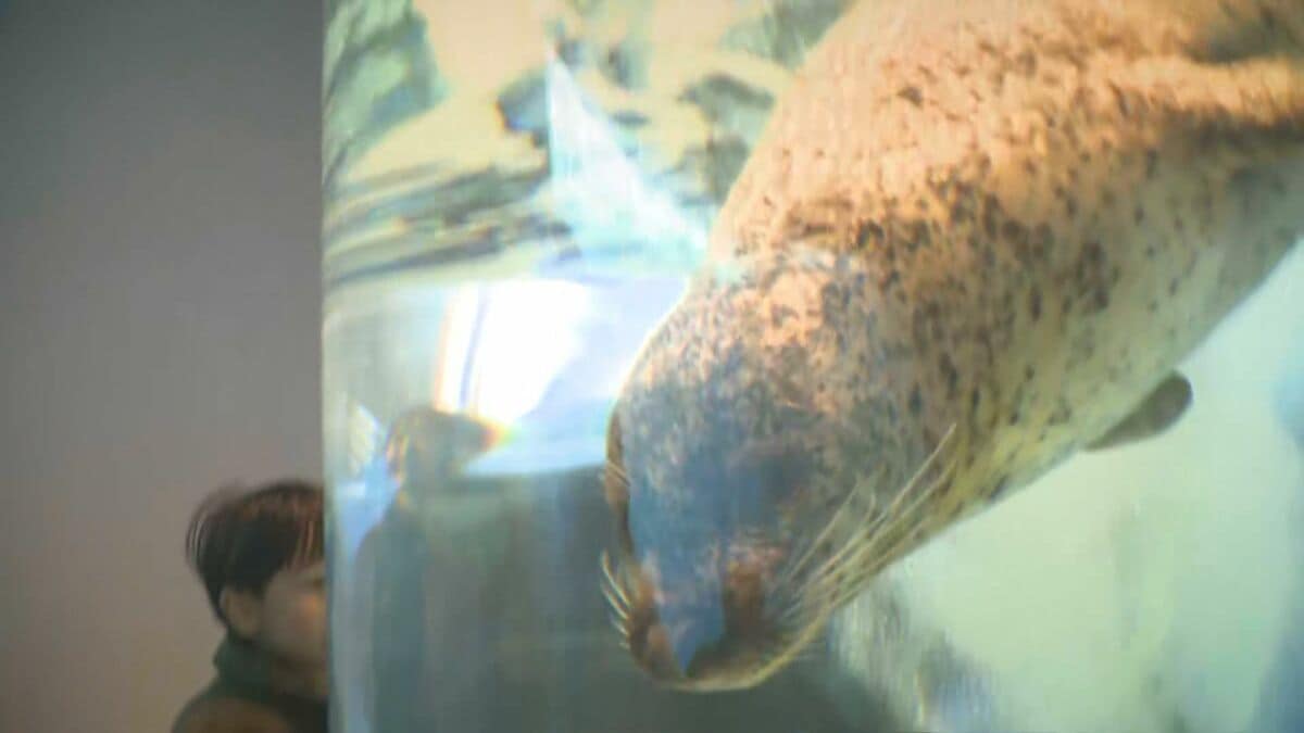 琉雲【親魚】10匹 定置網漁で獲れた魚はゴールデンウィークの水族館に展示 幻の深海魚