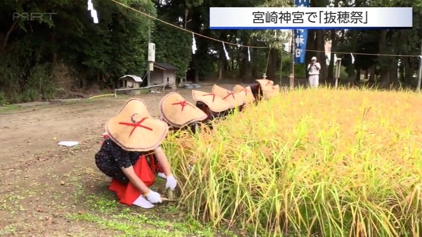 五穀豊穣に感謝　宮崎神宮で抜穂祭