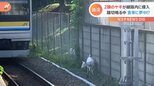 ヤギ2匹が線路内に侵入…踏切音もお構いなしに草を食べる 金網を破って線路に出たか|TBS NEWS DIG