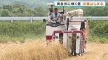 焼酎の原料に 黄金色に輝く麦「はるしずく」の収穫 熊本・天草|TBS NEWS DIG