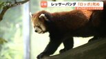 レッサーパンダ「ロッポ」直前まで元気も突然の死 11歳、死因調査へ　22日から献花台設置　富山市ファミリーパーク　　|　富山のニュース｜天気・防災｜チューリップテレビ