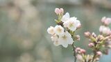 【速報】“開花宣言” 日本三大夜桜・高田城址公園のソメイヨシノ ようやく開花 去年より11日遅く 新潟県上越市 | 新潟のニュース・天気|BSN NEWS|BSN新潟放送
