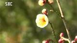 穂高神社で白梅が開花 長野県安曇野市|TBS NEWS DIG
