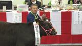 子牛1頭180万円 北部で初セリ|TBS NEWS DIG