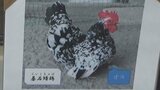 悠久山小動物園で飼育のチャボの死を隠蔽 他のチャボに入れ替え 新潟県長岡市の職員が懲戒処分 |TBS NEWS DIG