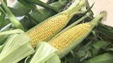 甘みの強い「スイートコーン」 7月から本格出荷へ 大分 | 大分のニュース|OBS NEWS|大分放送