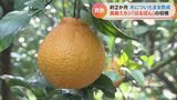 木についた状態で約2か月熟成 超完熟ミカン「はるぽん」の収穫 甘みが強く濃厚な味 | 名古屋・愛知・岐阜・三重のニュース【CBC news】 | CBC web