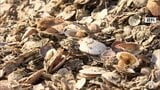 陸奥湾ホタテが一部の漁協で大量死 青森県が海水温が下がりホタテの体力が回復する11月に実態調査を実施へ 対策を講じる方針 | 青森のニュース│ATV NEWS│青森テレビ