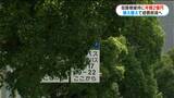 街路樹が老木化でリスク増加　今後植え替え方針　鹿児島市議会|TBS NEWS DIG