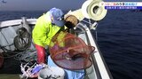 タコ「かご漁」の初水揚げ　山林火災を乗り越え待望の解禁　岩手・大船渡市|TBS NEWS DIG