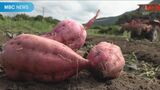 安納芋の苗シェア50% 種子島の特産支えるのは3人の高校生 | 鹿児島のニュース|MBC NEWS|南日本放送