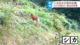 カメラにシカの大群が…しかも列を作って整然と…リンゴ畑に移動か？周辺では新芽や木の皮が食べられる被害も続発「芽が食われちゃうと成長しない…」ワナも決め手にならず農家もため息…　|　SBC NEWS | 長野のニュース | SBC信越放送