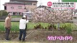 高鍋町とその周辺で見ることができる固有種「タカナベカイドウ」見ごろ|TBS NEWS DIG