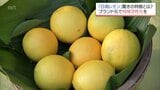皮の苦味少なくジューシー 「食べられるレモン」日南レモンに熱い視線|TBS NEWS DIG