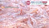 富山湾の宝石を世界に発信へ　シロエビ漁がマリン・エコラベルの国際認証取得　解禁前に地震被害への不安も　|TBS NEWS DIG