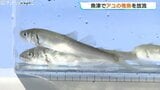 来月解禁に向け準備着々　角川と片貝川で稚アユ3万3000匹を放流　昨年より増量　富山・魚津市　|　富山のニュース｜天気・防災｜チューリップテレビ