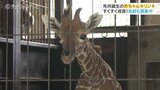愛称募集中!赤ちゃんキリン 生後1か月ですくすく成長 富山市ファミリーパーク|TBS NEWS DIG