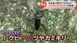桜並木を食い荒らす!?特定外来生物「クビアカツヤカミキリ」の恐ろしい被害が拡大中…駆除を試みる樹木医に密着 | 名古屋・愛知・岐阜・三重のニュース【CBC news】 | CBC web
