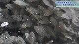 ヒラメの稚魚を今季初出荷　岩手・広田湾にさっそく放流　1年半で6センチ→30センチに|TBS NEWS DIG