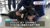 匂い頼りに15分で行方不明者発見 お手柄警察犬はブラッシング大好きなシェパード(8) 鹿児島県 | 鹿児島のニュース|MBC NEWS|南日本放送