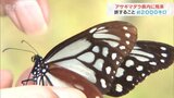 「うらやましいね、どこでも飛んでいける」旅立つアサギマダラ 見送る男性 富山・朝日町|TBS NEWS DIG