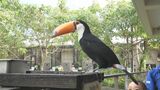 “アマゾンの宝石”オニオオハシに命名式 父と母の名を合わせて「サンティ」|TBS NEWS DIG