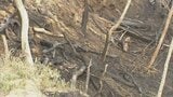 サバイバルゲームの発煙筒が燃え広がったか…山林火災発生 男性1人顔面熱傷で救急搬送 約20人でプレー中|TBS NEWS DIG