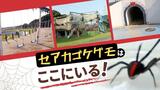 あなどってはいけない「セアカゴケグモ」の危険　子供の遊び場は特に注意が必要　|　福岡のニュース｜RKB NEWS｜RKB毎日放送