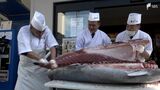 「めちゃくちゃうまいです最高」沼津魚市場で初めて大間の本マグロが出荷＝静岡・沼津市　|　静岡のニュース | SBSNEWS | 静岡放送