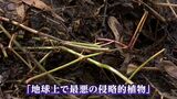 「地球上で最悪の侵略的植物」極めて強い繁殖力を持つ “特定外来生物” ナガエツルノゲイトウを県内で初確認 小田川の河川敷で【岡山】|TBS NEWS DIG